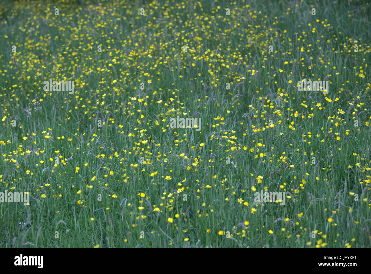 field of buttercups in grass Stock Photo