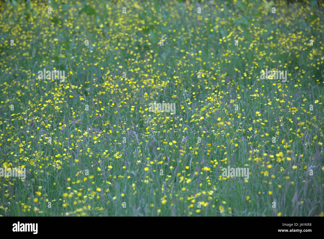 Golden tall grass hi-res stock photography and images - Alamy