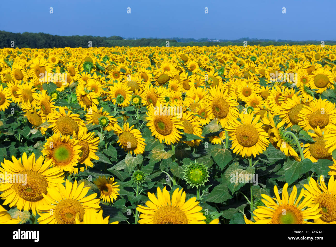 Beautiful blooming field of sunflowers under blue sky Stock Photo - Alamy