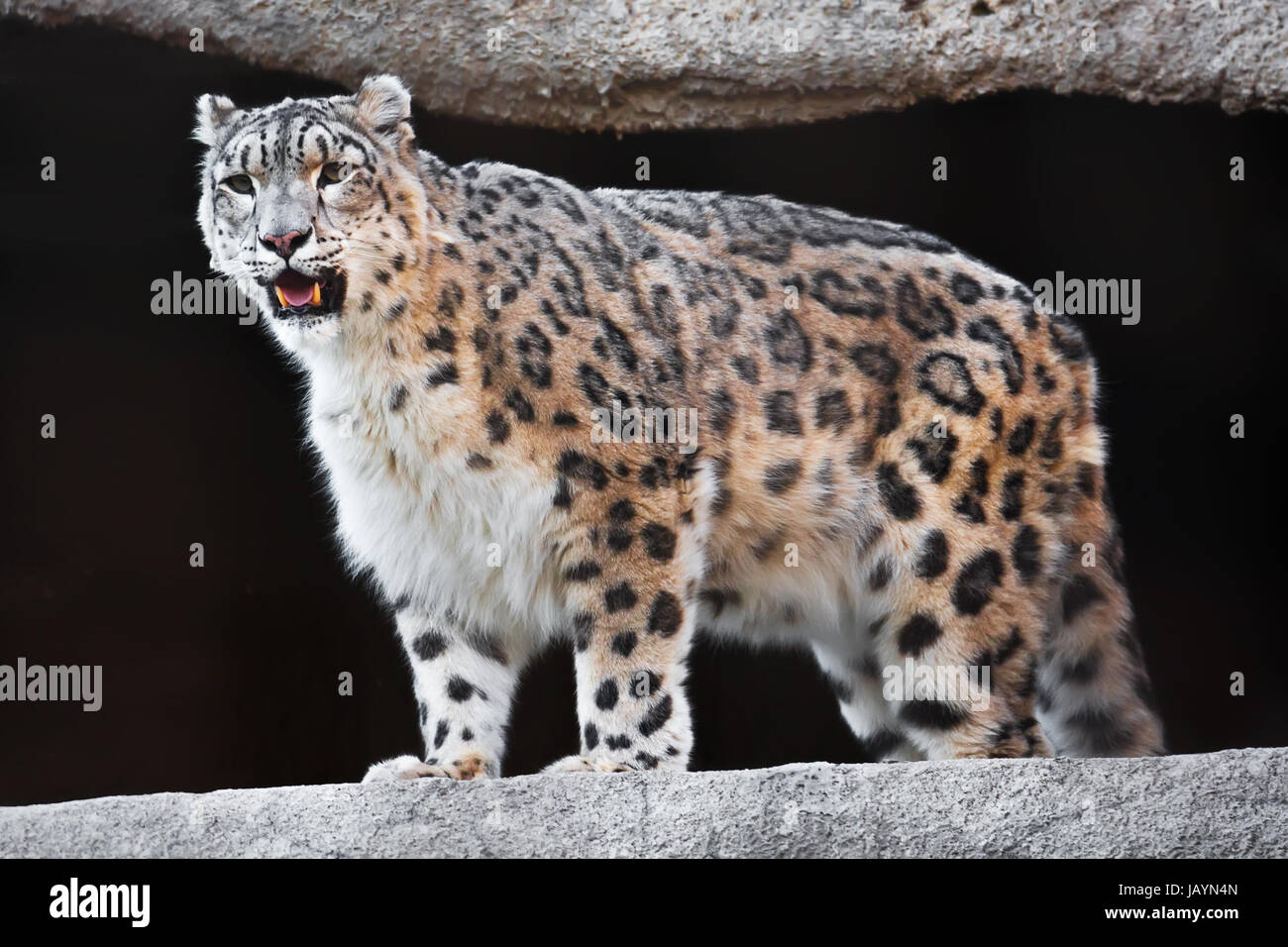 Page 7 Snow Leopard Irbis Panthera Uncia High Resolution Stock Photography And Images Alamy