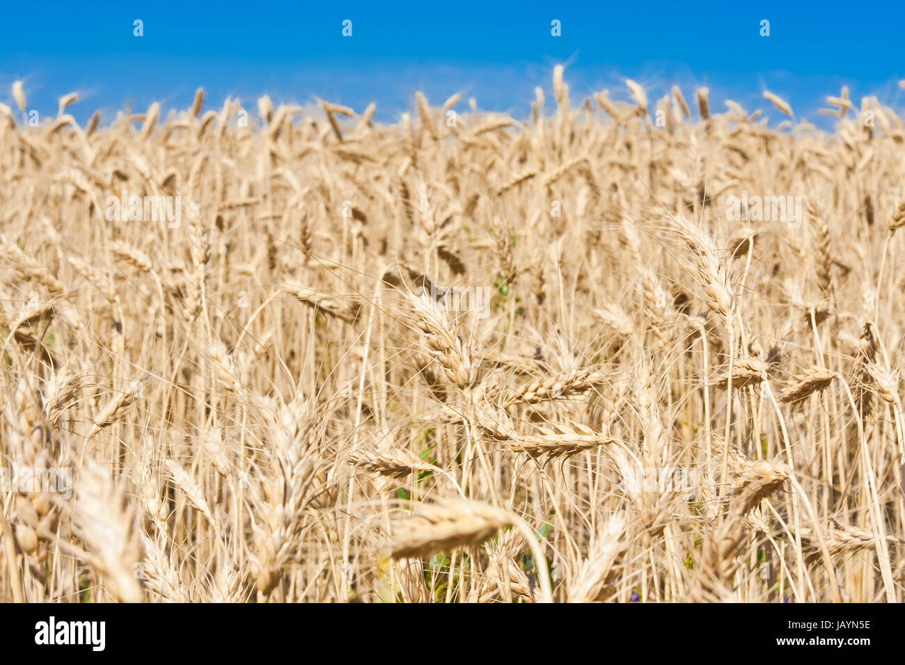 Beautiful golden wheat field under blue sky Stock Photo - Alamy