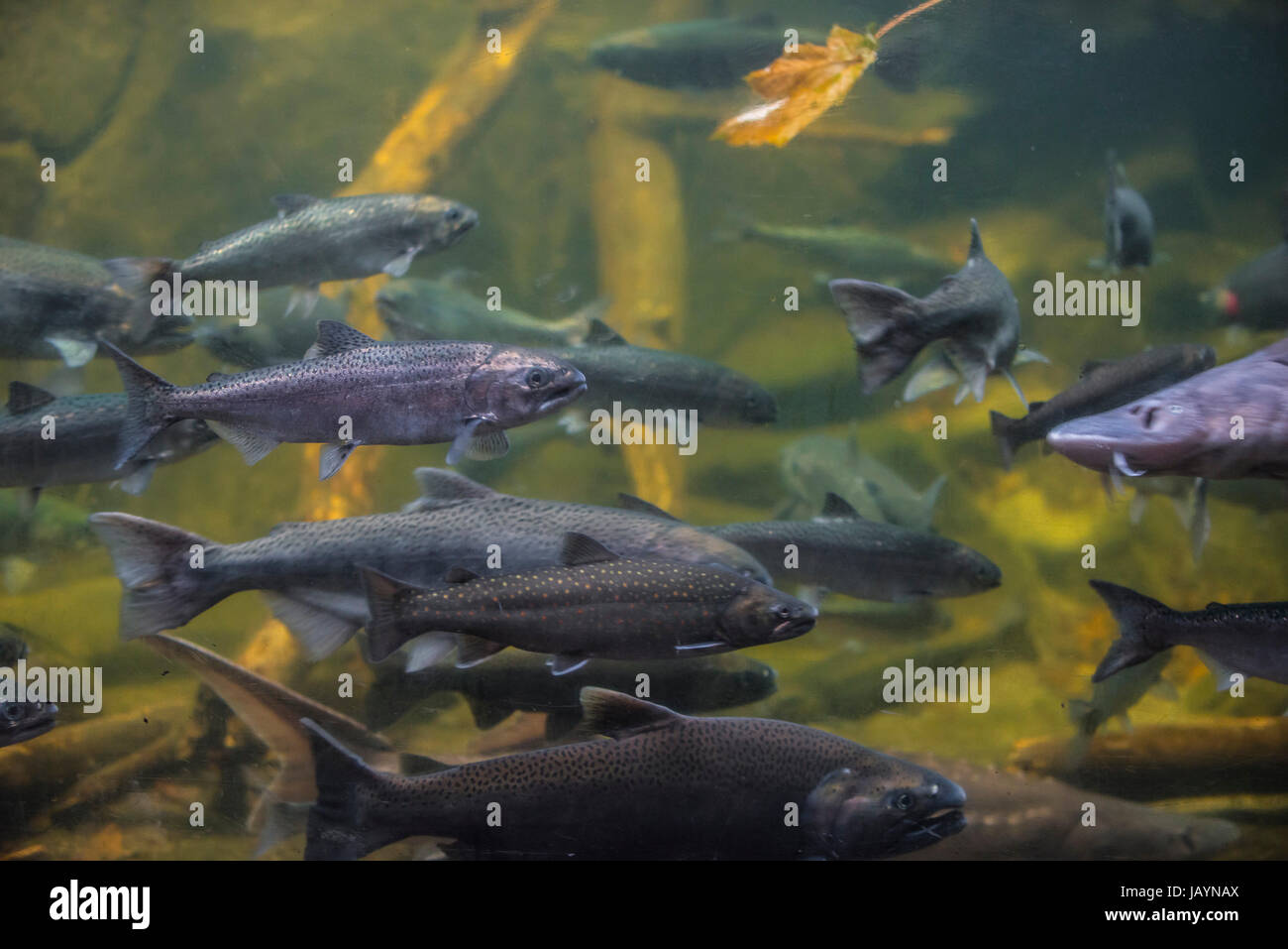 School of salmon with Sturgeon swimming the other direction Stock Photo