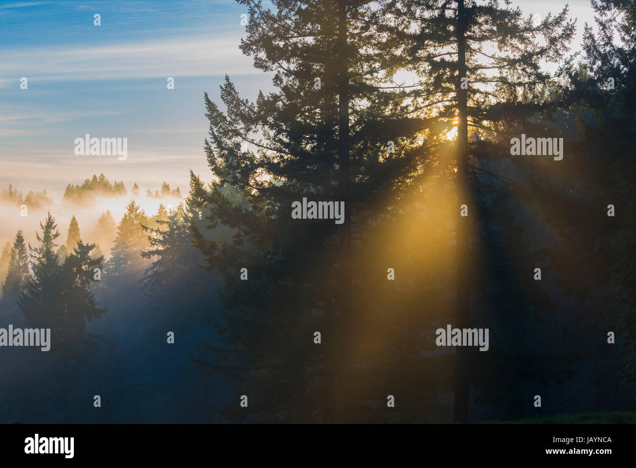 Sunlight coming through fog hi-res stock photography and images - Alamy
