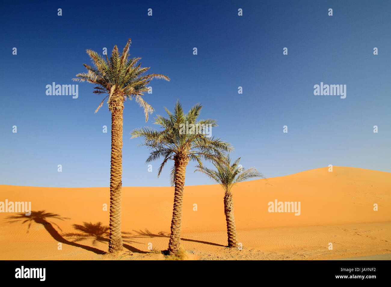 lonely palm tree in the desert Stock Photo