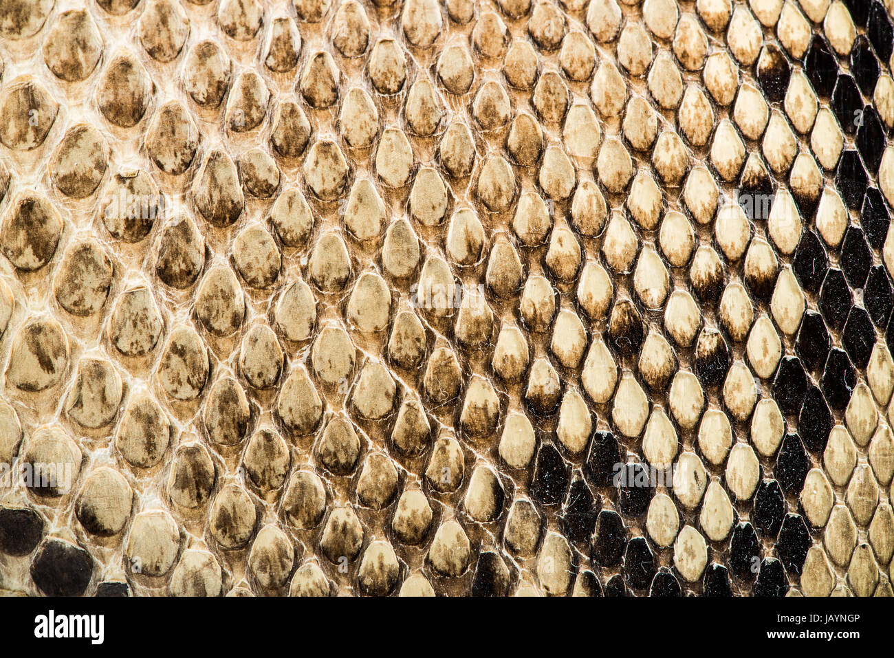 Texture of genuine snakeskin. Close up real leather texture Stock Photo