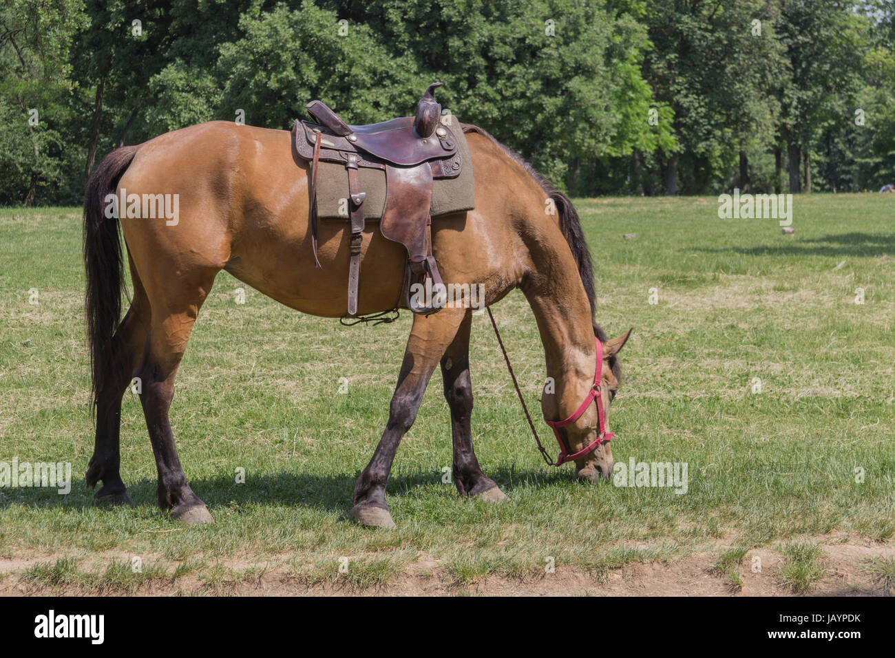 Stock Photography - Horse Eating Grass Stock Photo