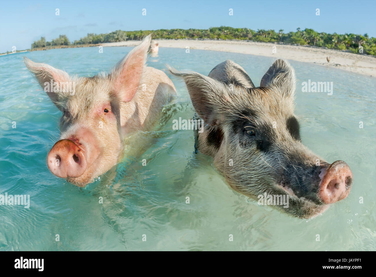 In Big Major Cay, the Exumas, you can get very close to the famous swimming pigs. Bahamas, December Stock Photo