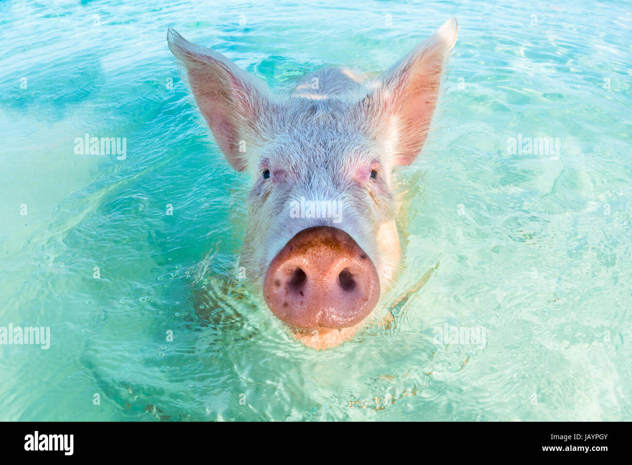 In Big Major Cay, the Exumas, you can get very close to the famous swimming pigs. Bahamas, December Stock Photo