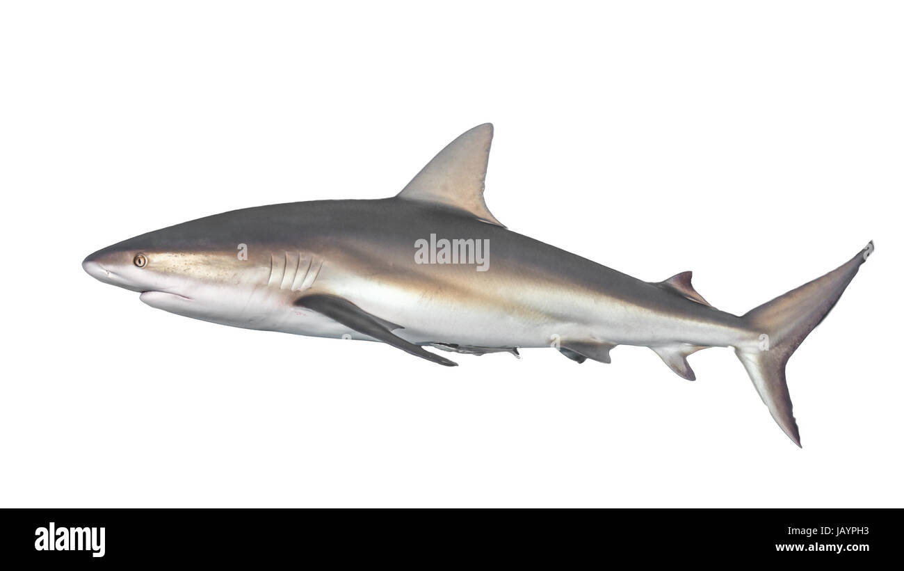 Caribbean reef shark {Carcharhinus perezii} in side-on view, cut out and isolated on a white background. Bahamas, December Stock Photo