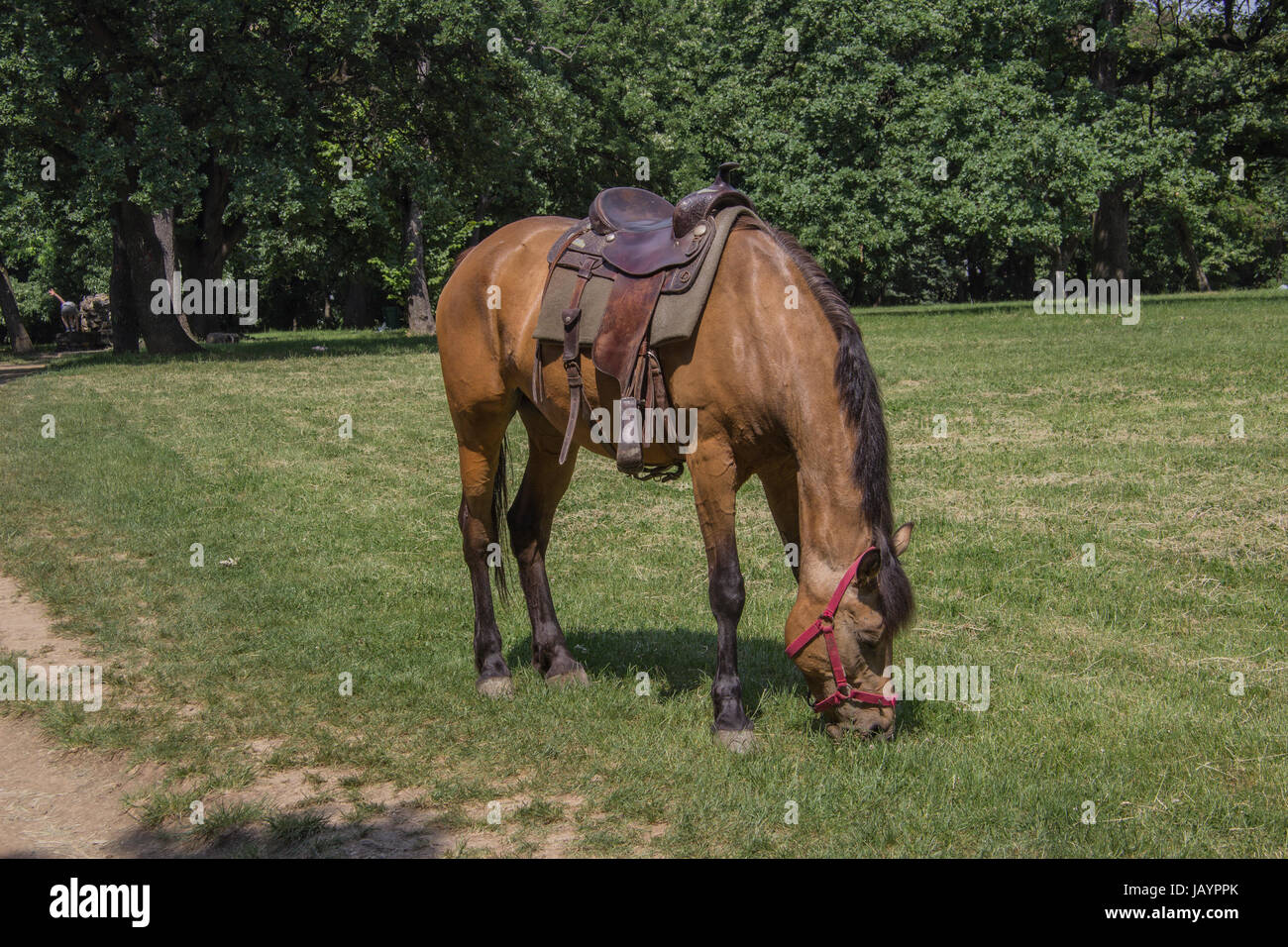 Stock Photography - Horse Eating Grass Stock Photo