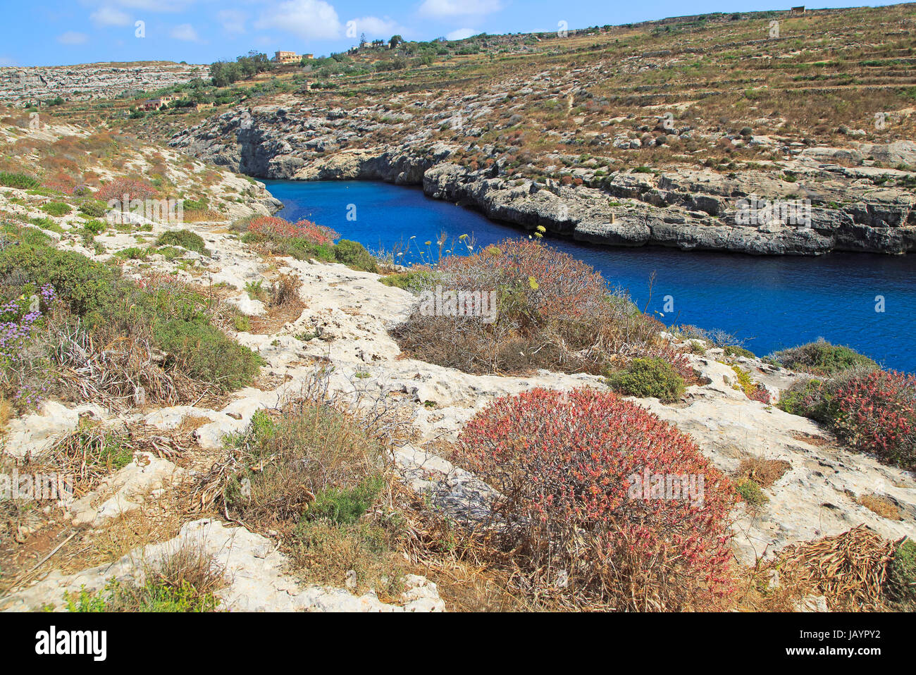 Limestone garrique vegetation Mgarr ix-Xini coastal inlet, island of Gozo, Malta Stock Photo