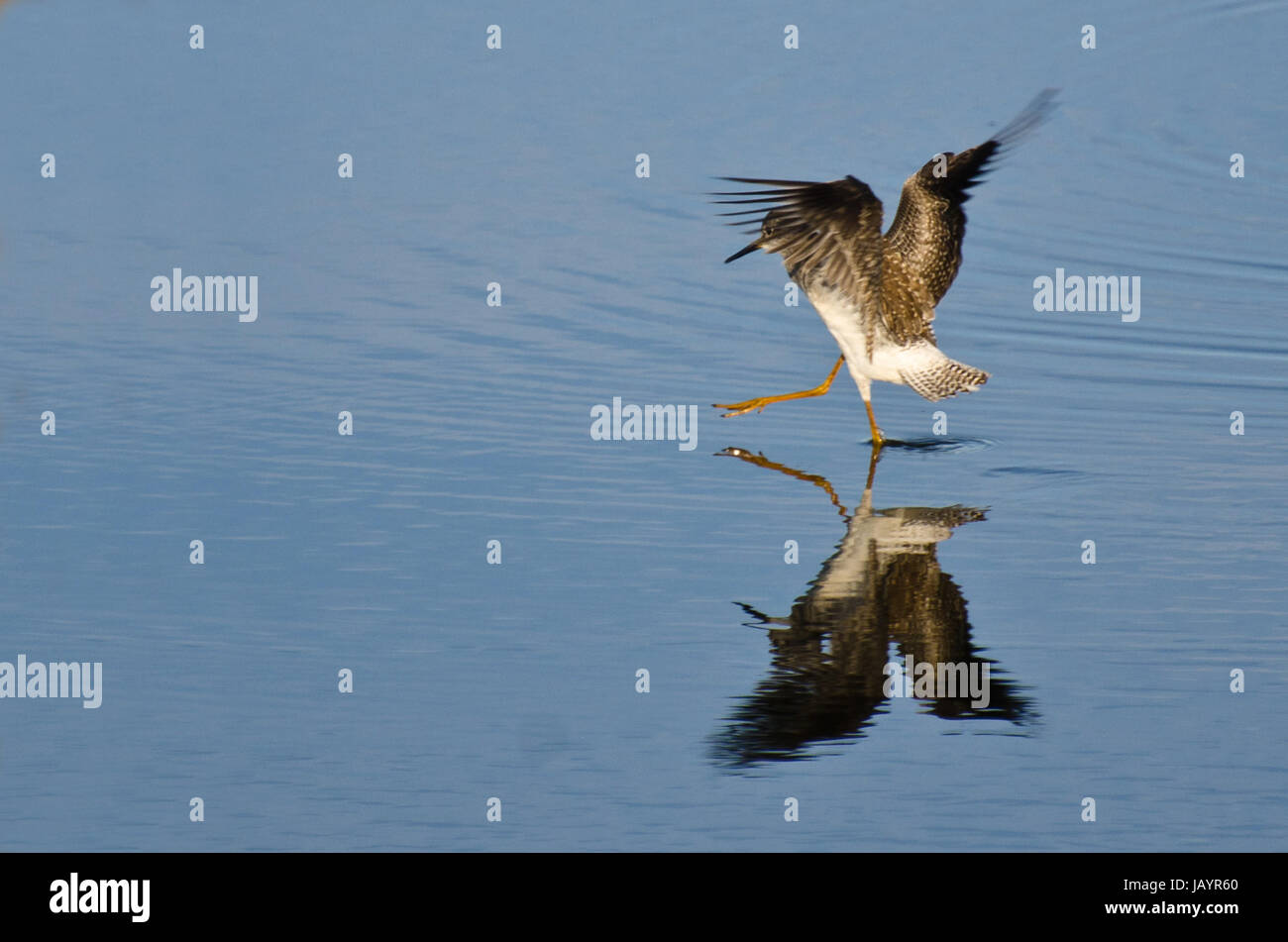 Sandpiper Landing on Water Stock Photo Alamy