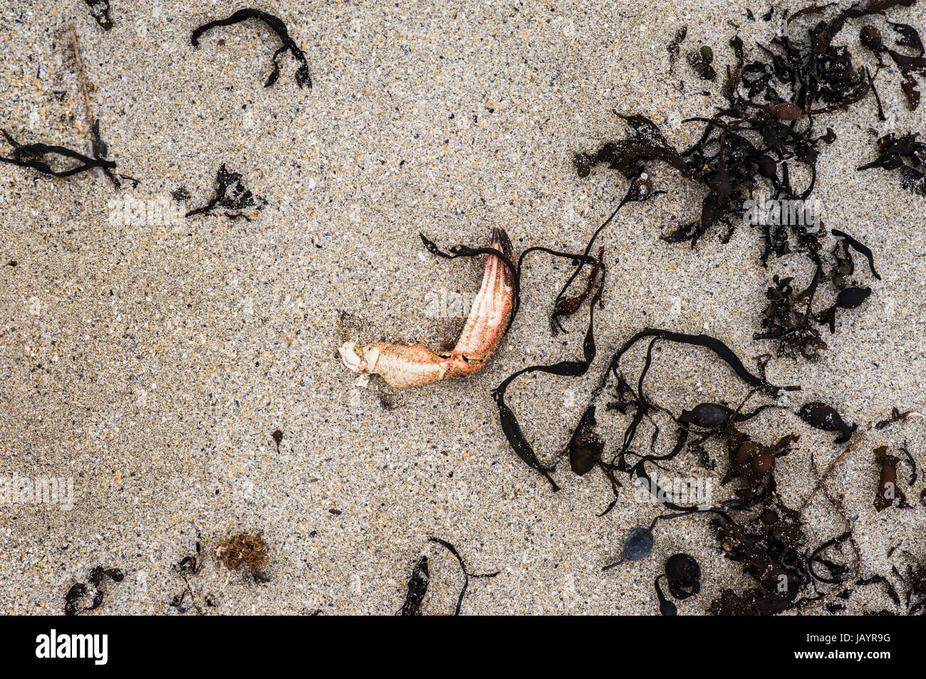 Crabs claw on beach with seaweed Stock Photo Alamy