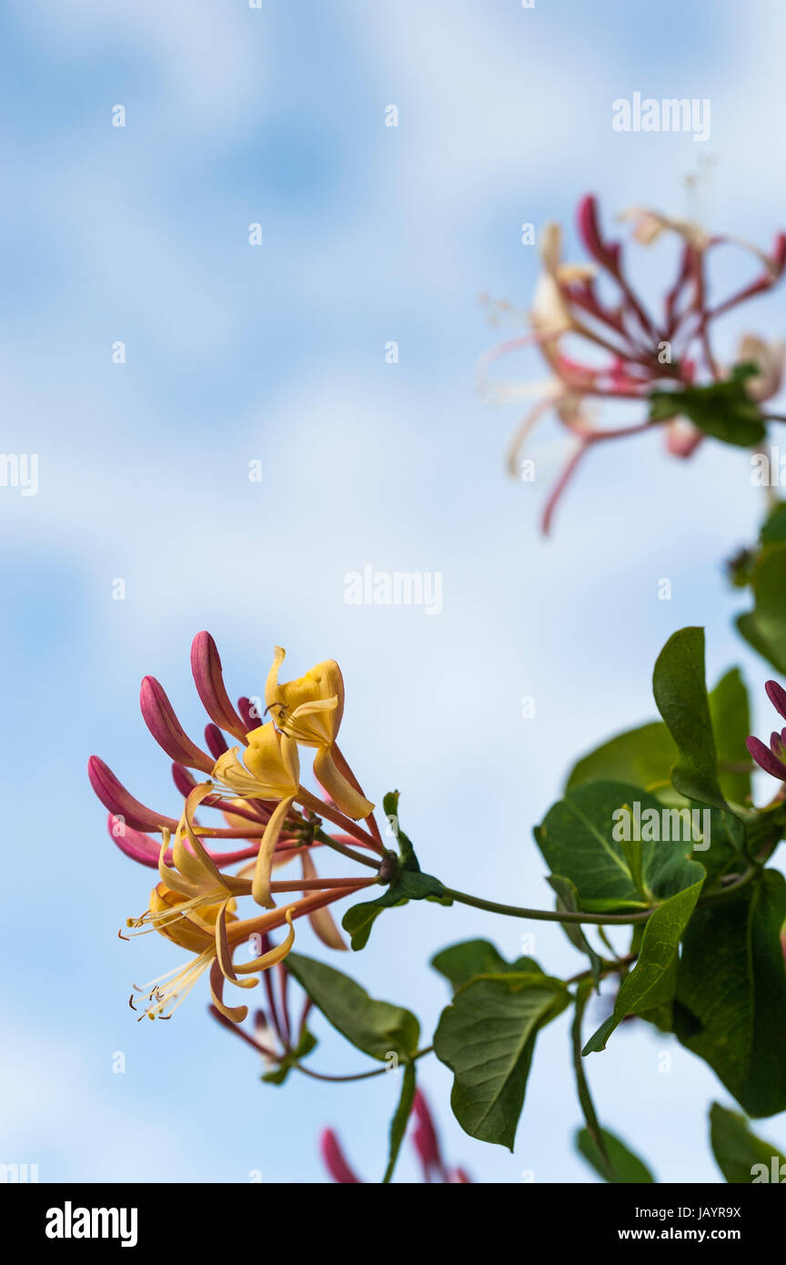 Close-up of honeysuckle flowers and foliage, against blue sky Stock Photo