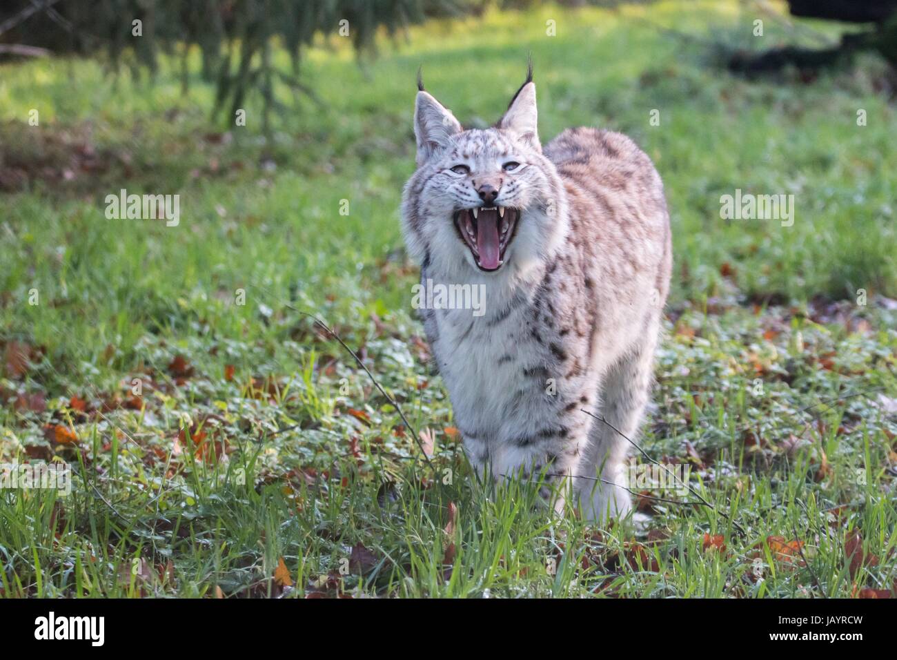 big cat feline predator Stock Photo Alamy