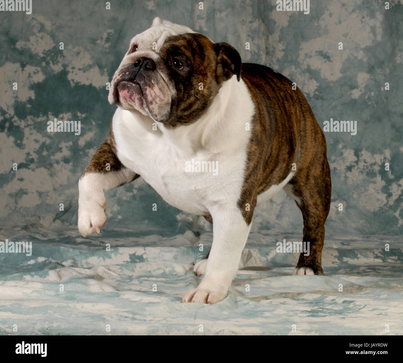 dog lifting paw up to shake - english bulldog female 4 years old Stock Photo