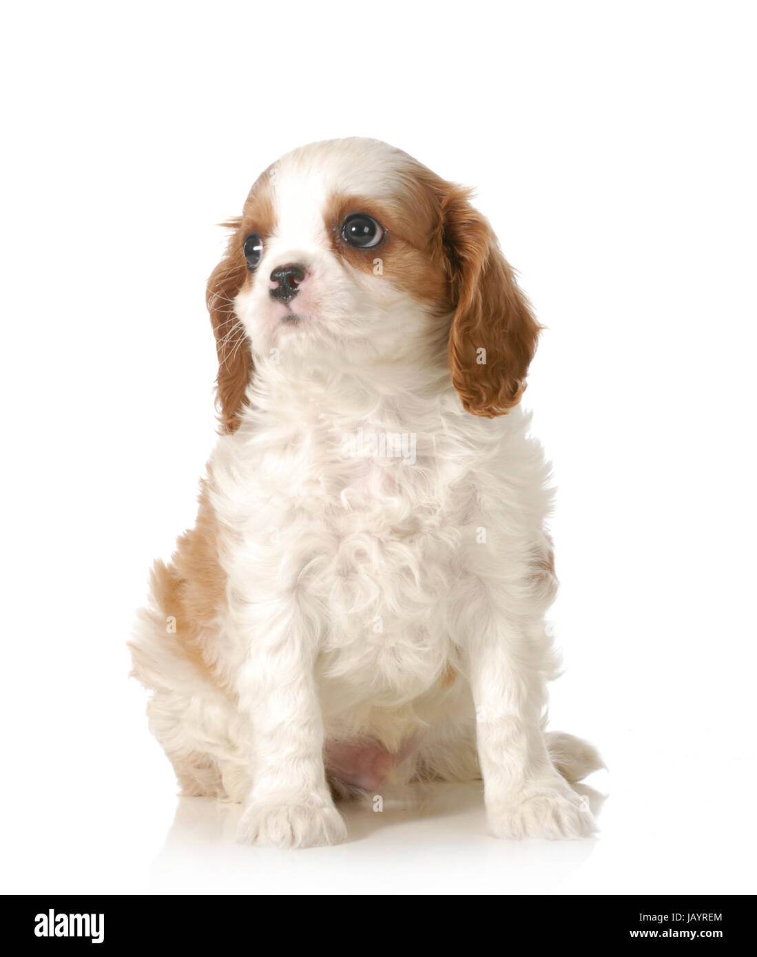cute puppy - cavalier king charles spaniel puppy sitting on white ...