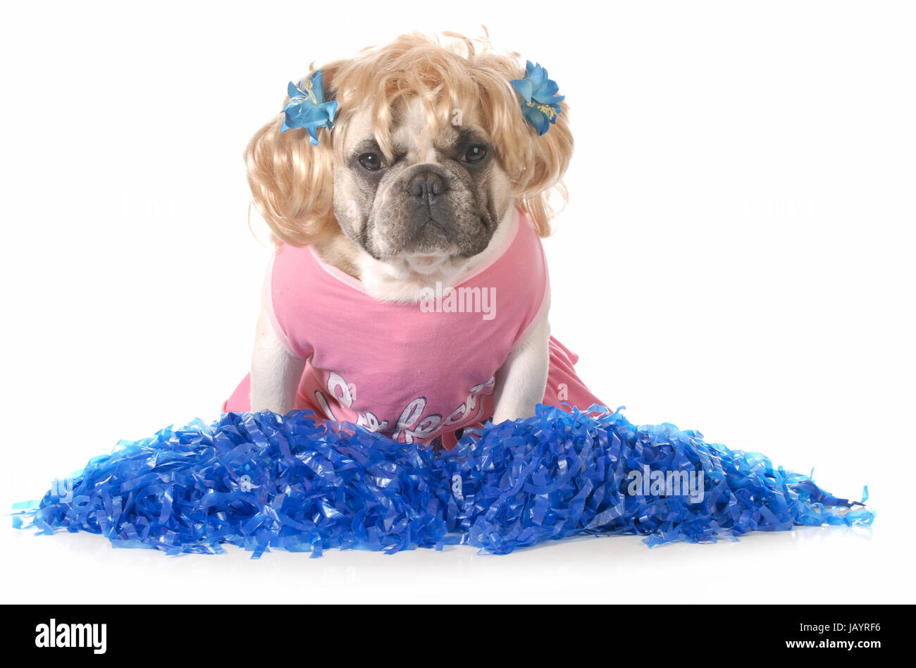 dog dressed up like a cheerleader isolated on white background Stock