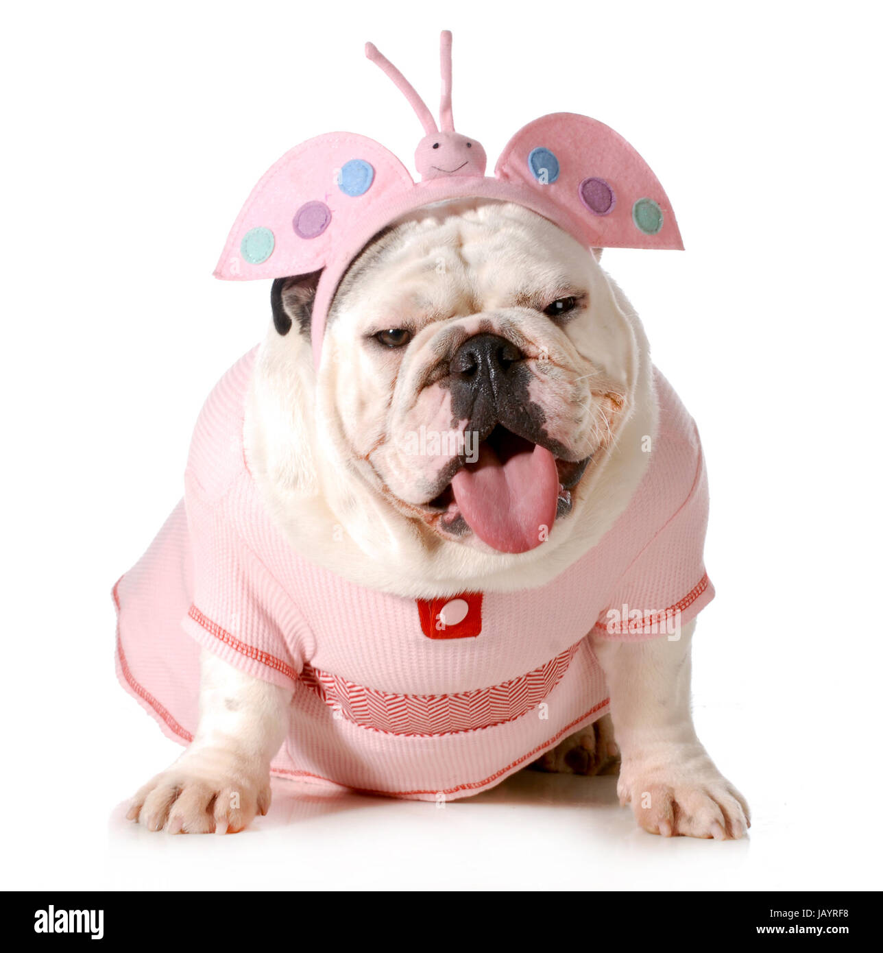 cute puppy - english bulldog female wearing cute costume isolated on white background Stock Photo