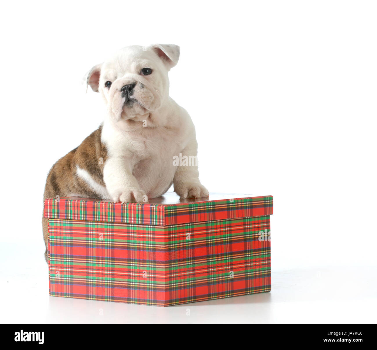 English bulldog puppy present hi-res stock photography and images - Alamy