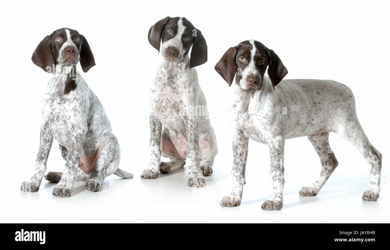 Three Puppies German Shorthaired Pointer Puppies From Same