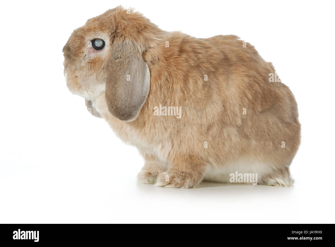 senior rabbit with cataracts isolated on white background lop eared