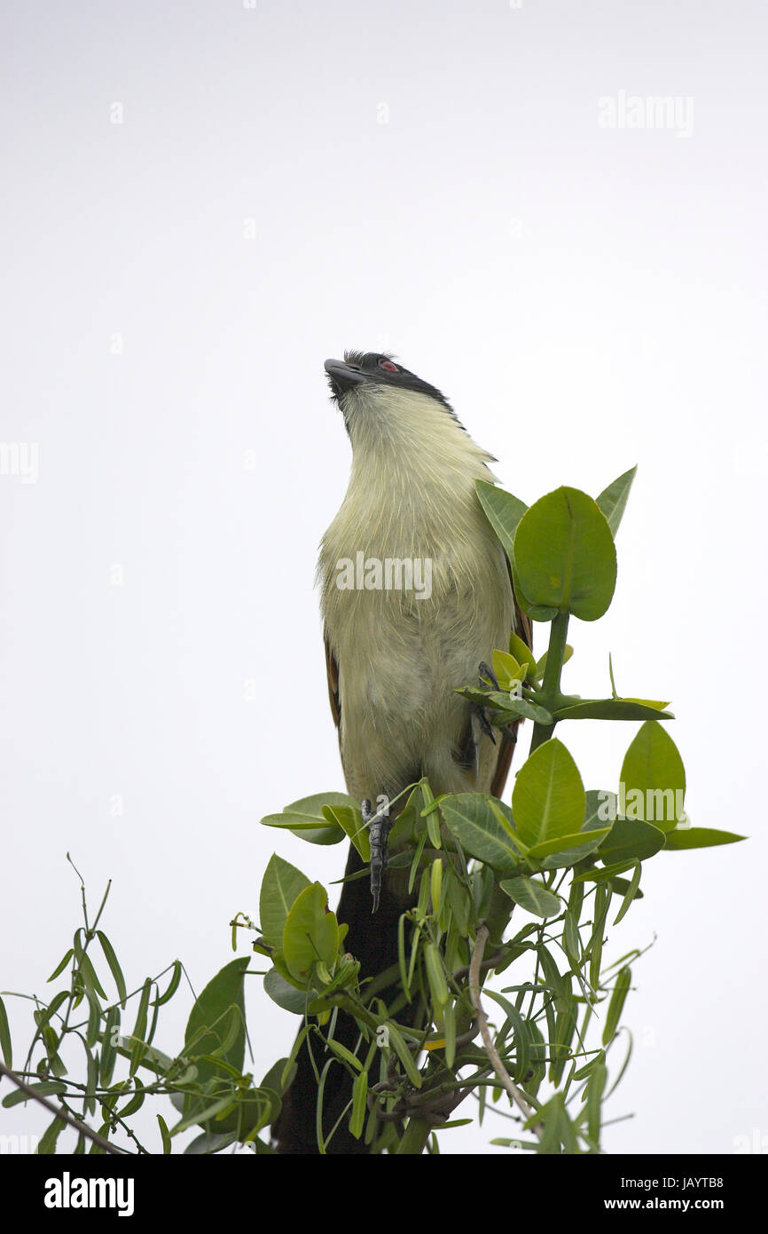 Burchell's coucal Centropus burchelli St Lucia Wetland Park South