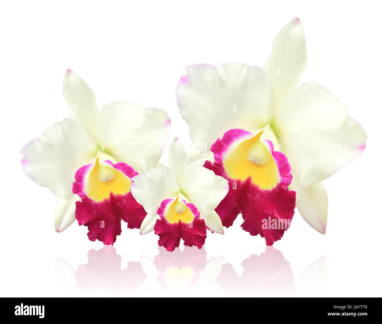 White Cattleya orchid isolated on white background Stock Photo - Alamy