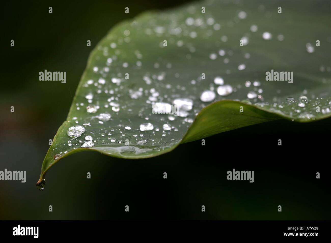 Big green leaf with round rain drops Stock Photo - Alamy