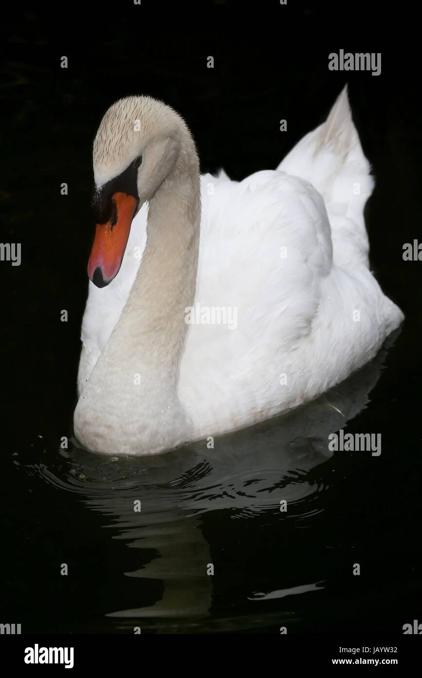Beautiful White Swan swimming on the water Stock Photo - Alamy