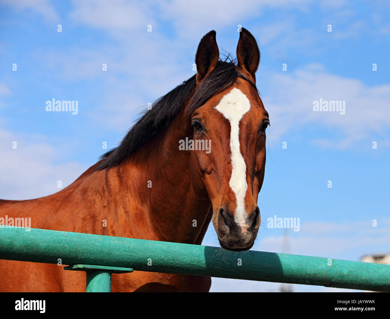 Race horse along a fence-line at a horse farm Stock Photo