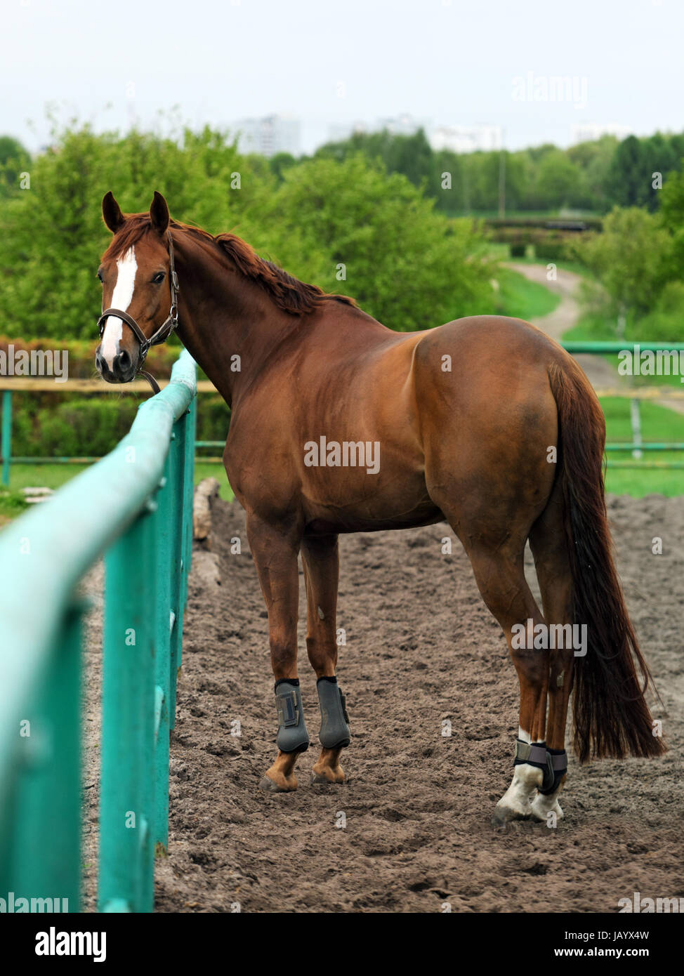 Race horse along a fence-line at a horse farm near Kiev, Ukraine Stock Photo