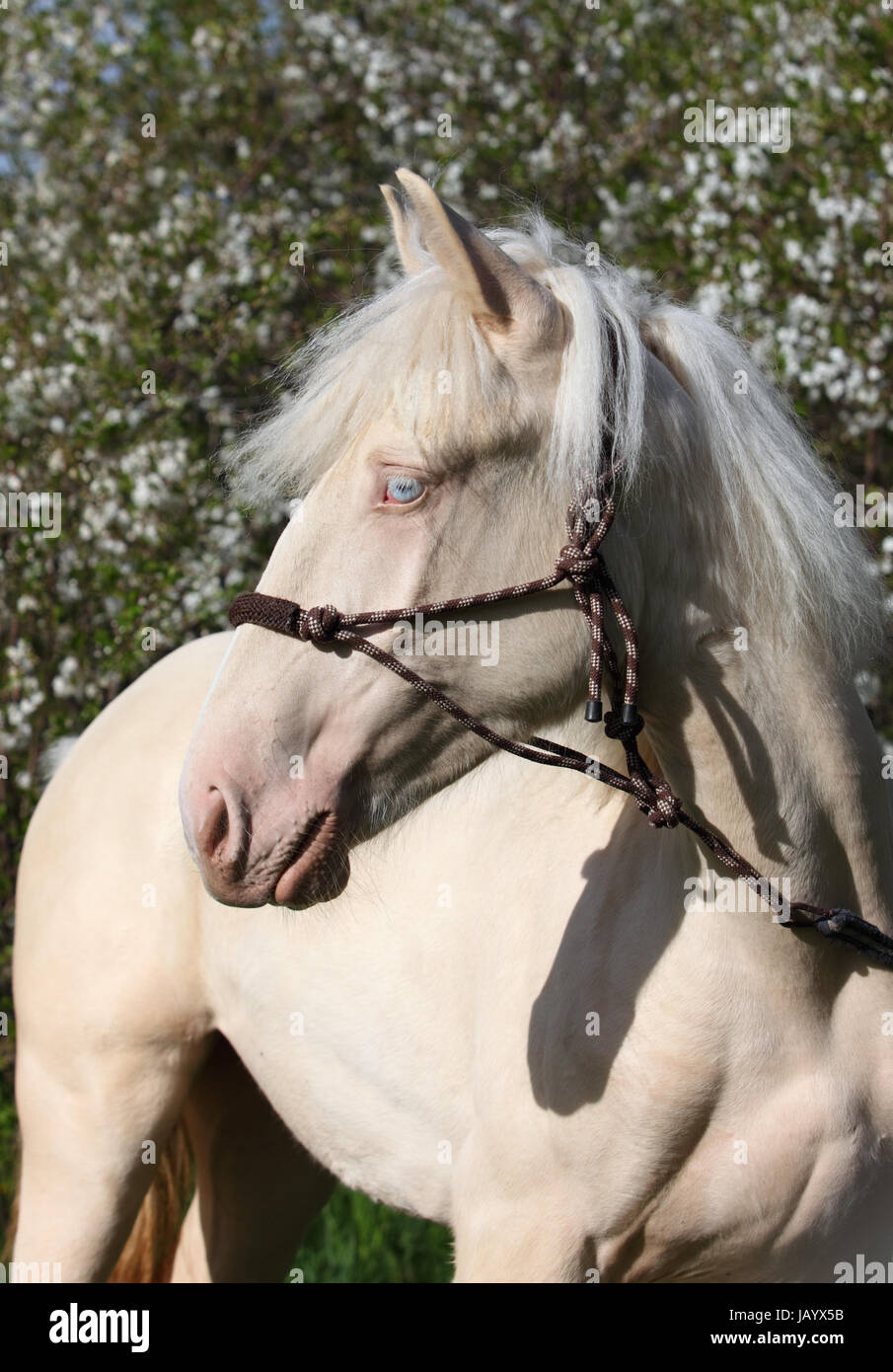 Funny Falabella pony in spring blooming cherry garden Stock Photo