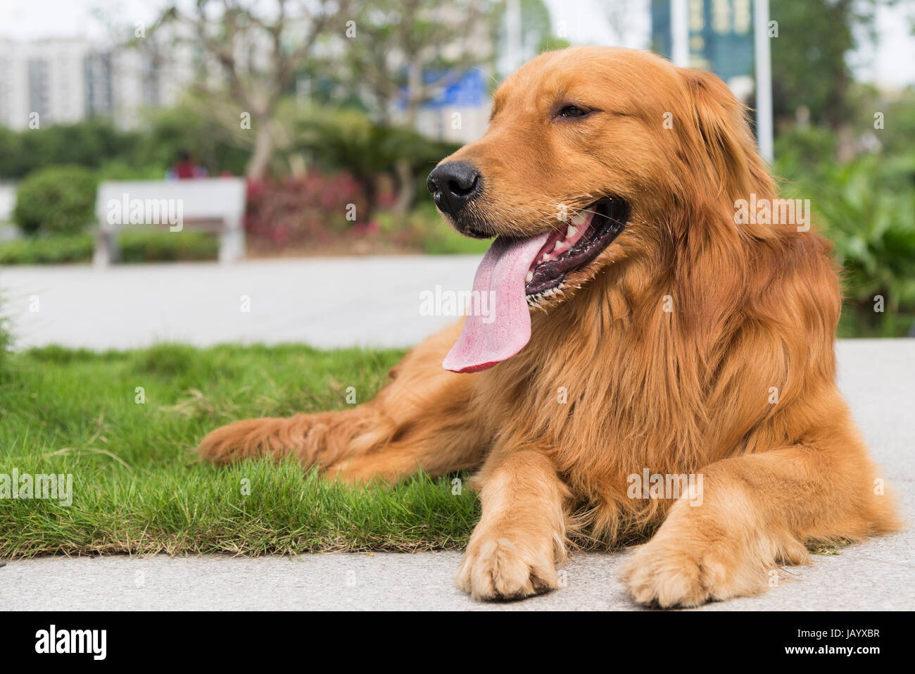 A golden retriever lying on the grass Stock Photo - Alamy