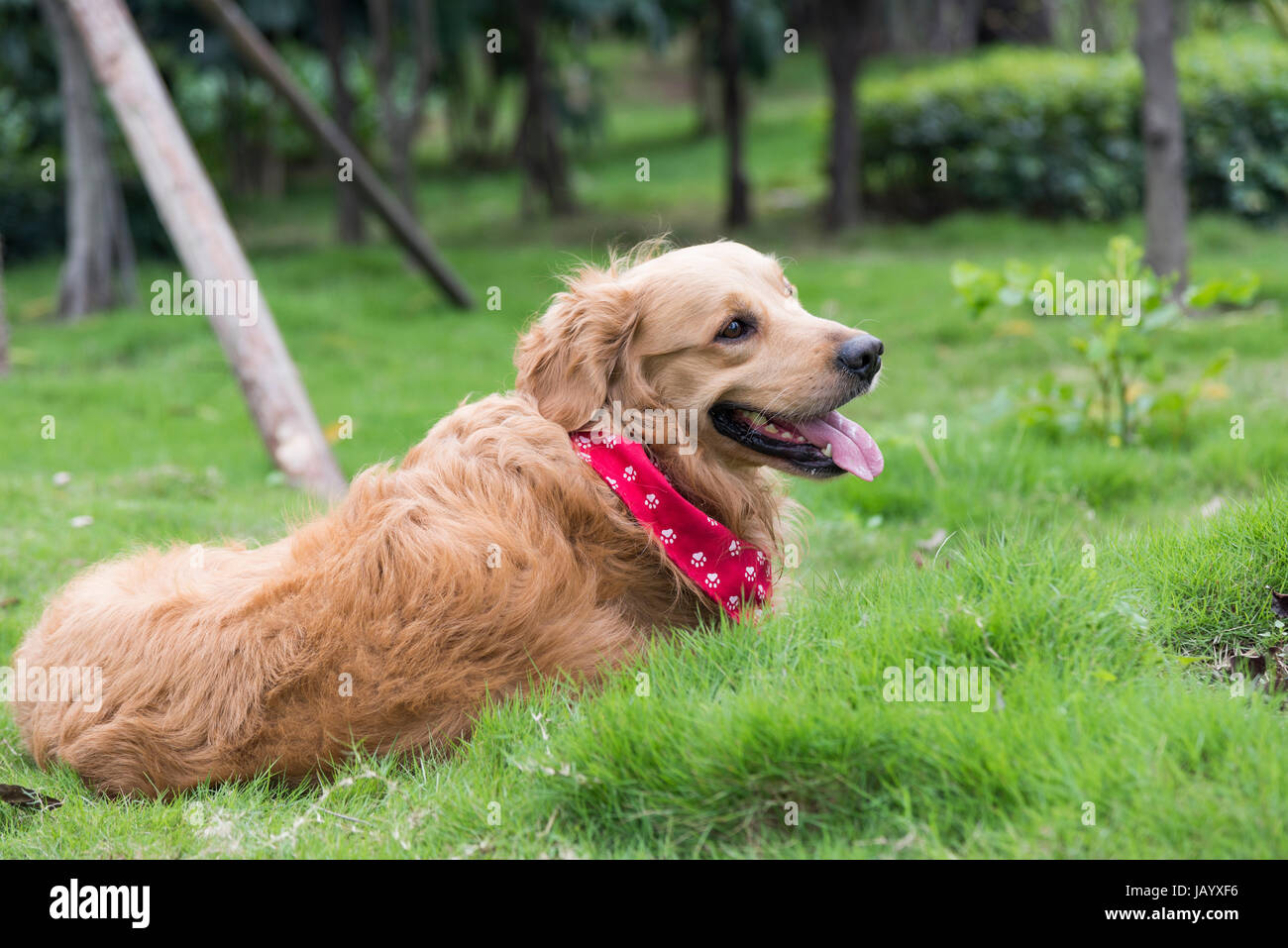 A golden retriever lying on the grass Stock Photo - Alamy