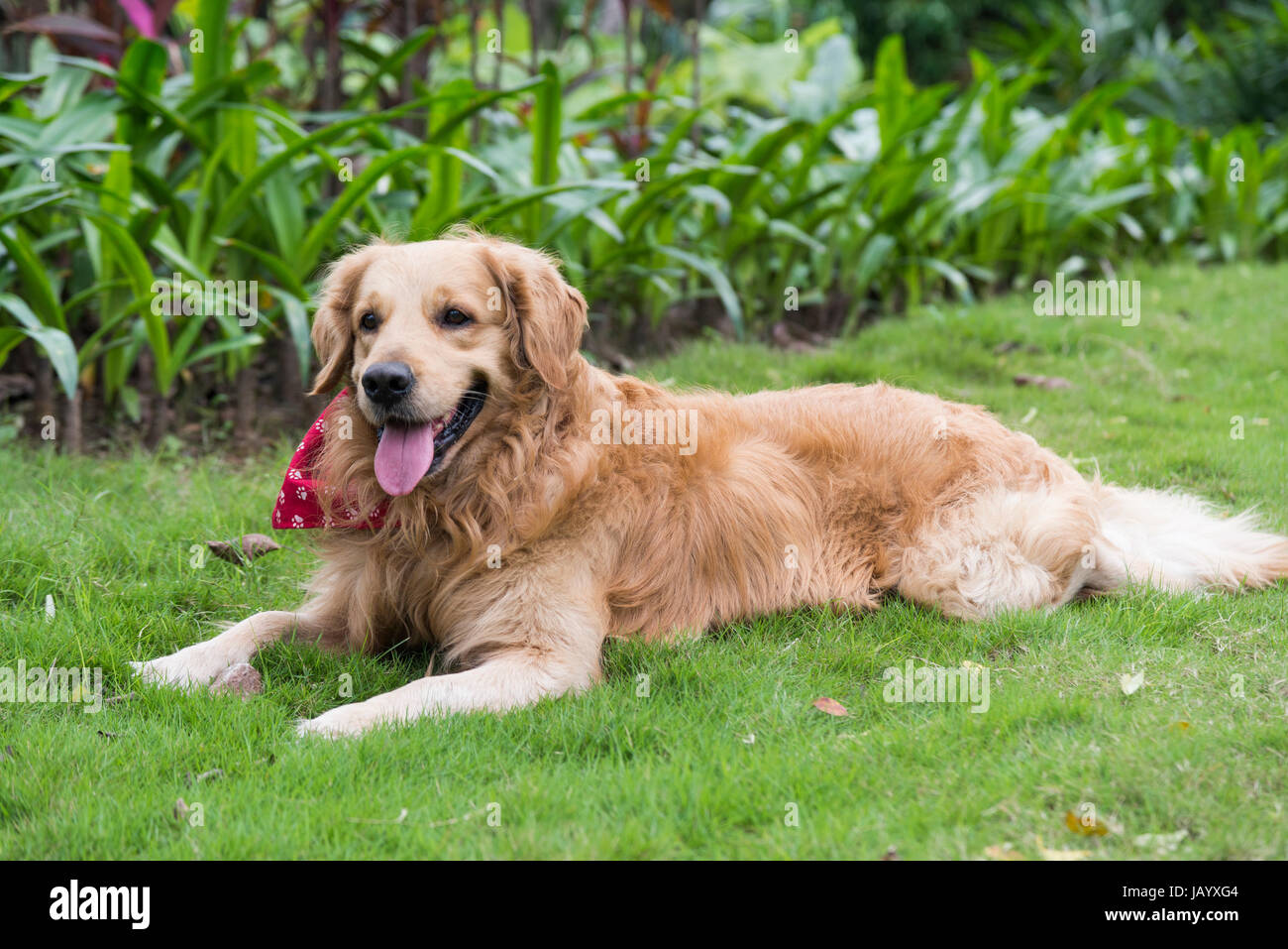 A golden retriever lying on the grass Stock Photo - Alamy