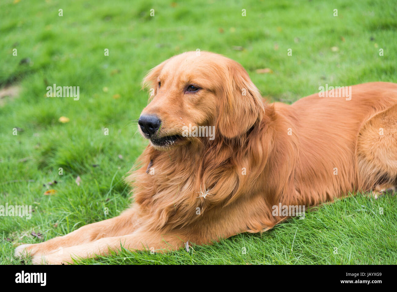 A golden retriever lying on the grass Stock Photo - Alamy