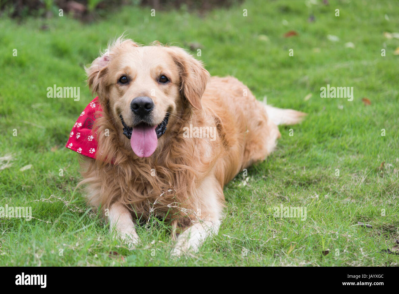 A golden retriever lying on the grass Stock Photo - Alamy