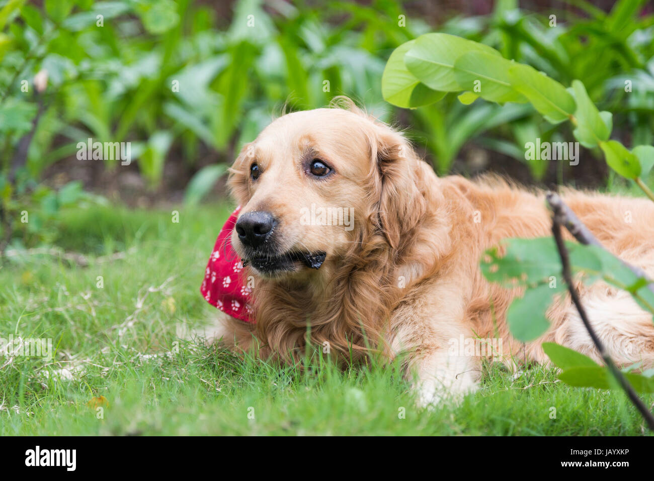 A golden retriever lying on the grass Stock Photo - Alamy