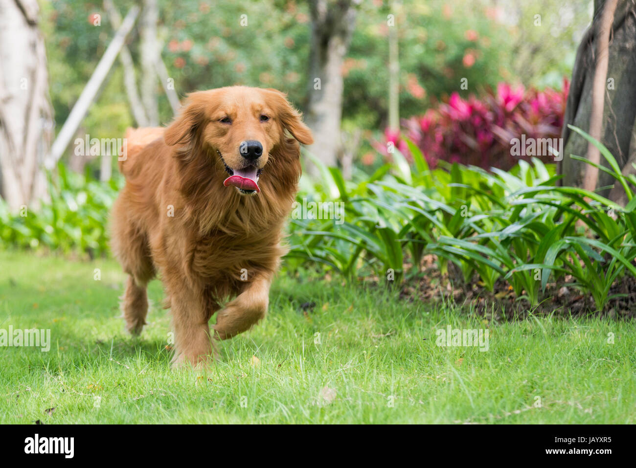 A golden retriever running on the grass Stock Photo - Alamy