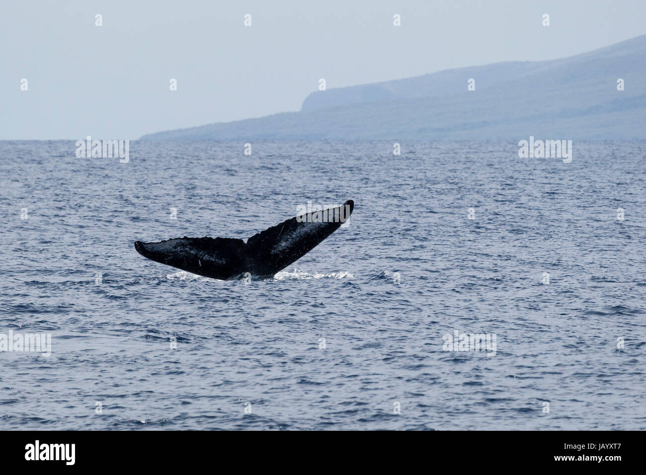 The tail of a humpback whale, Maui, North Pacific Ocean Stock Photo - Alamy