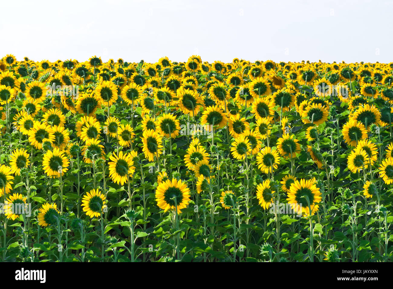 Beautiful blooming field of sunflowers under blue sky Stock Photo - Alamy
