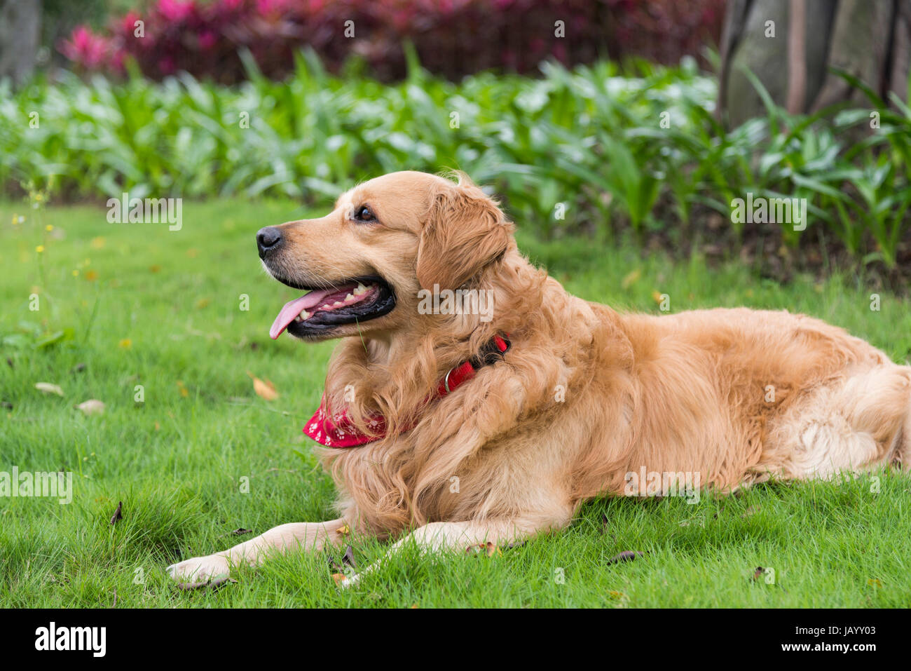 A golden retriever lying on the grass Stock Photo - Alamy