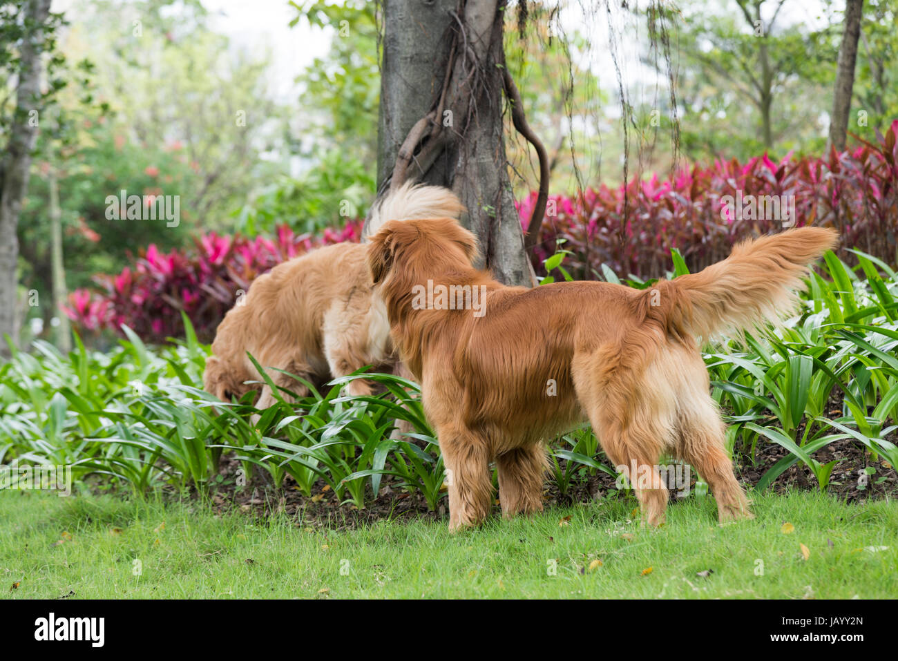 Two golden retrievers on hi-res stock photography and images - Alamy