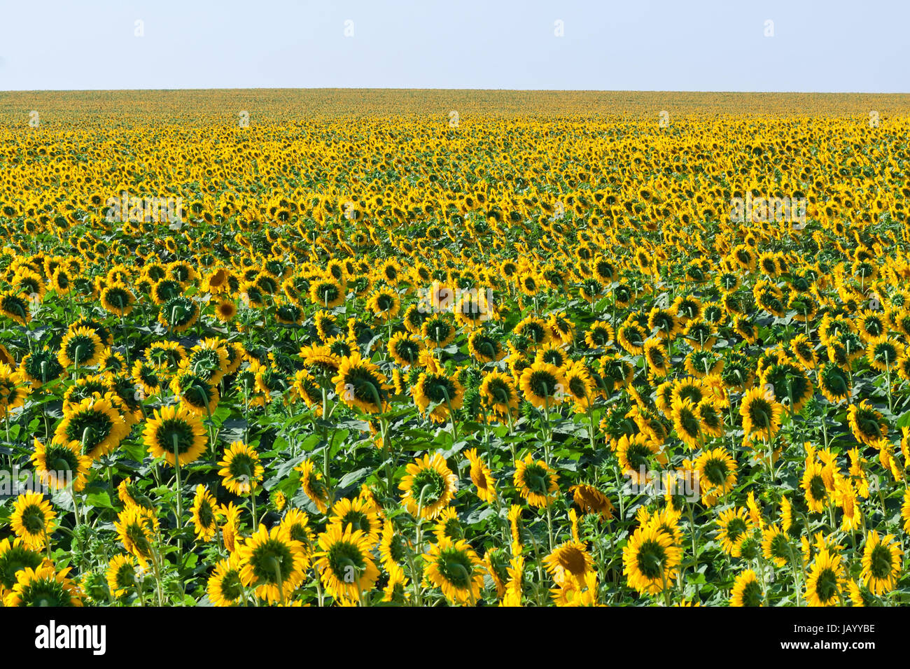 Beautiful blooming field of sunflowers under blue sky Stock Photo - Alamy