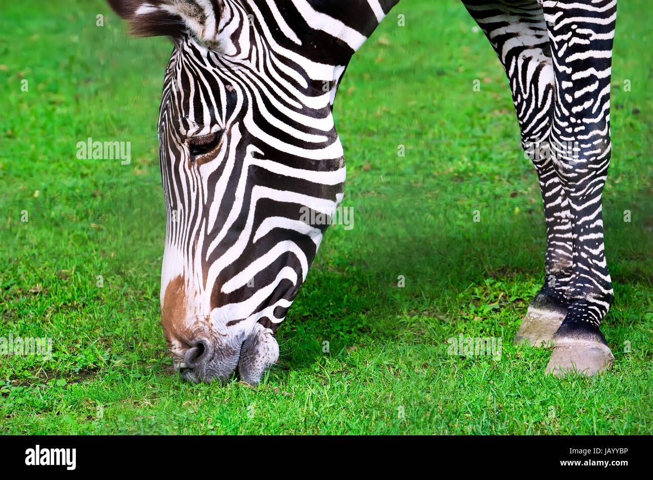 Nice close-up photo of young male zebra in zoo Stock Photo - Alamy