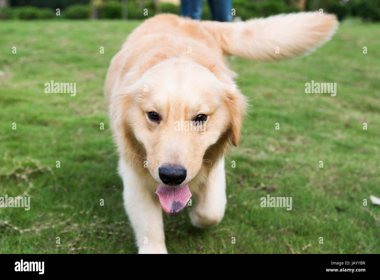 A golden retriever playing on the grass Stock Photo - Alamy