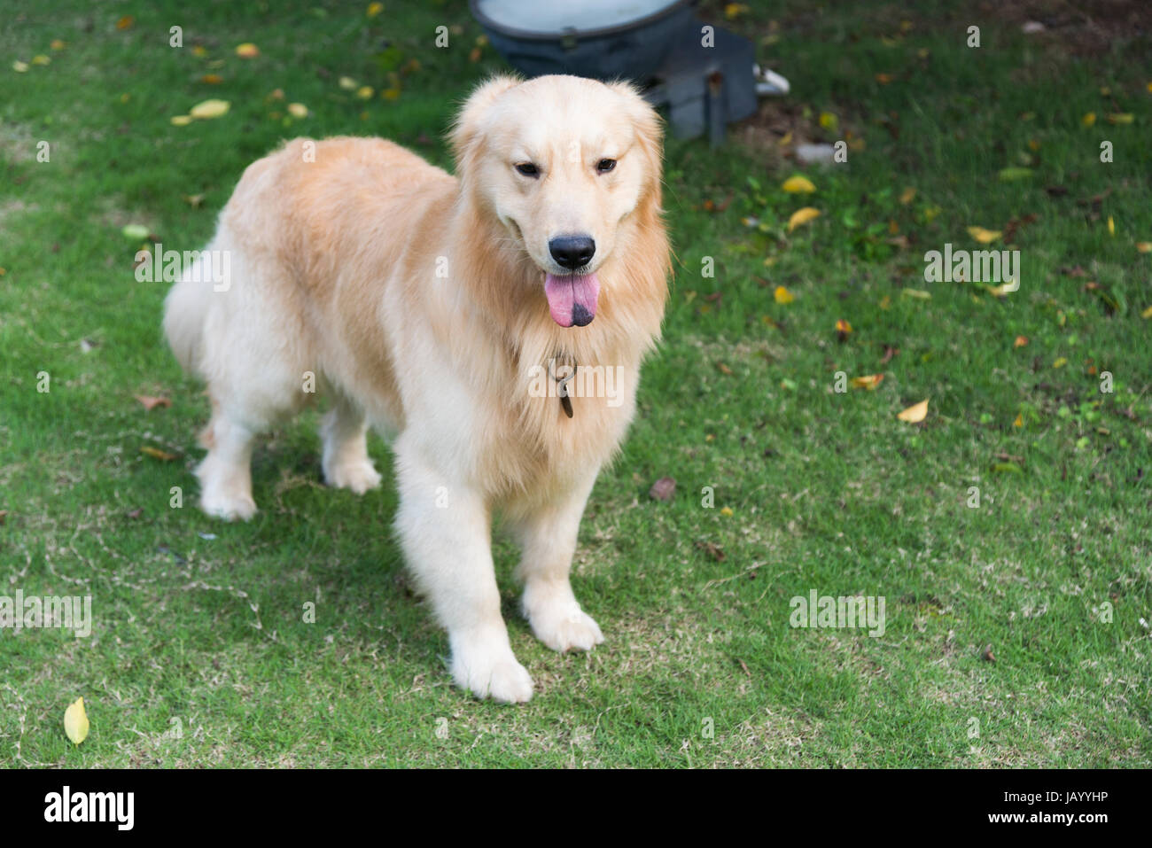 A golden retriever playing on the grass Stock Photo - Alamy