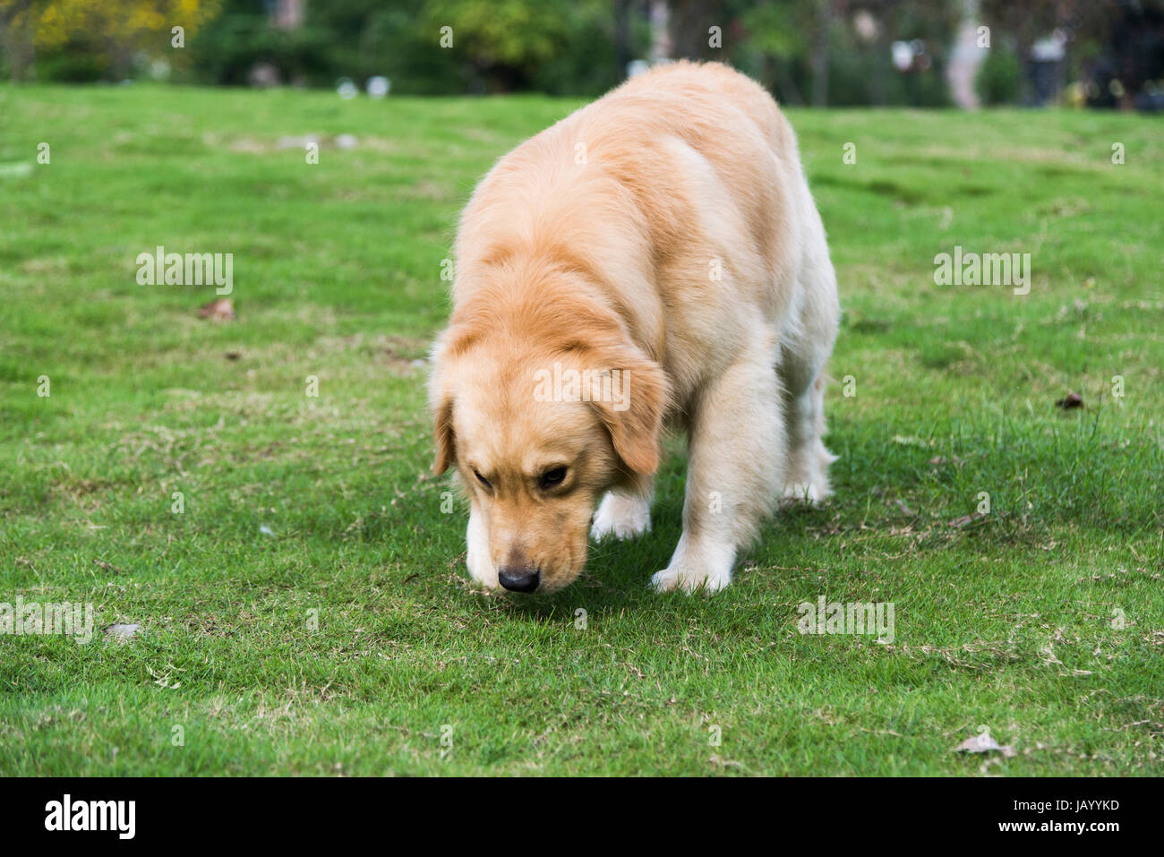A golden retriever playing on the grass Stock Photo - Alamy