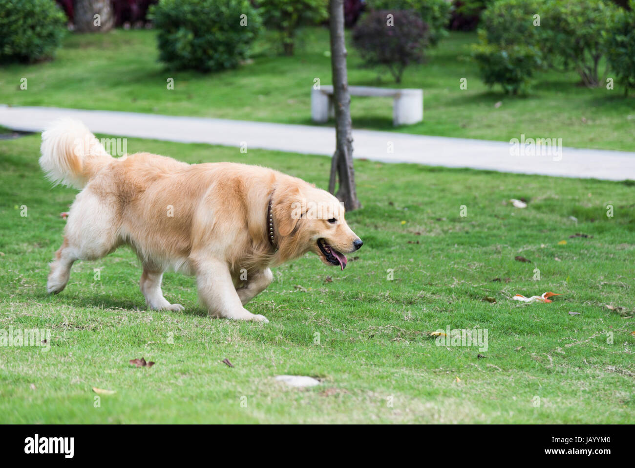 A golden retriever playing on the grass Stock Photo - Alamy
